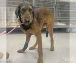 Small #2 Airedale Terrier Mix