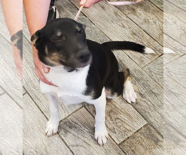 Medium Photo #6 Border Collie-Unknown Mix Puppy For Sale in Mountain View, MO, USA