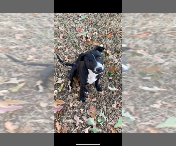 Medium Photo #1 Labrador Retriever-Mountain Cur Mix Puppy For Sale in Claremore, OK, USA