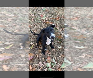 Labrador Retriever-Mountain Cur Mix Dogs for adoption in Claremore, OK, USA