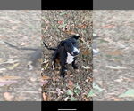 Small Labrador Retriever-Mountain Cur Mix