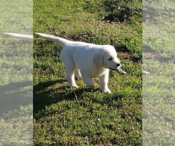 Medium Photo #2 Golden Retriever Puppy For Sale in THOUSAND OAKS, CA, USA