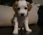 Image preview for Ad Listing. Nickname: Pearl