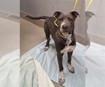 *FRANKIE - Male Mutt Dog for Adoption - Small photo
