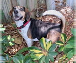 Small #18 Beagle