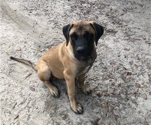 Mastiff Puppy for sale in BRANTLEY, AL, USA