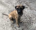 Small Mastiff