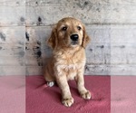 Small #12 Golden Retriever