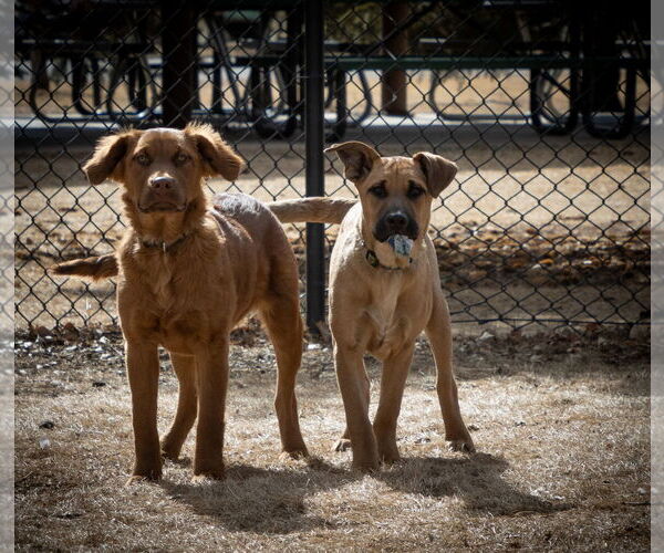 Medium Photo #21 Golden Shepherd Puppy For Sale in Laramie, WY, USA