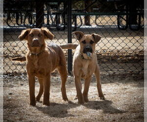 June Carter - Female Golden Shepherd Dog for Adoption - Photo #21