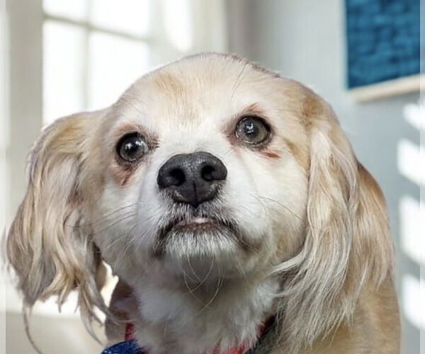 Medium Photo #1 Cocker Spaniel-Colonial Cocker Spaniel Mix Puppy For Sale in San Diego, CA, USA
