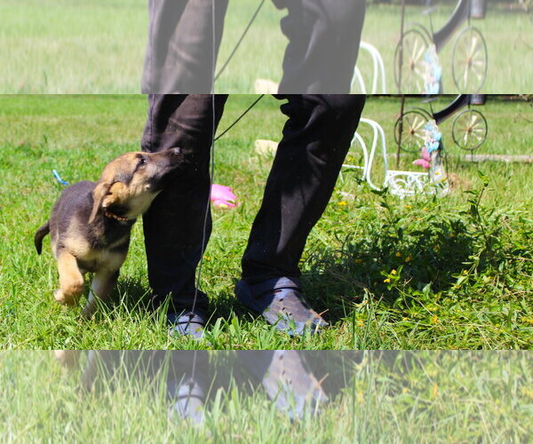 Medium Photo #1 German Shepherd Dog Puppy For Sale in Holly Hill, SC, USA