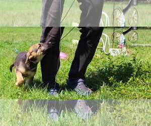 German Shepherd Dog Dogs for adoption in Holly Hill, SC, USA