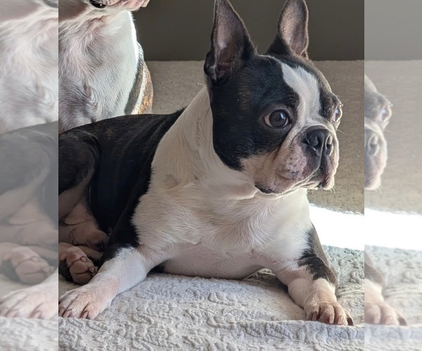 Medium Photo #1 Boston Terrier Puppy For Sale in WINNSBORO, TX, USA