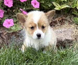Pembroke Welsh Corgi Puppy for sale in THORP, WI, USA