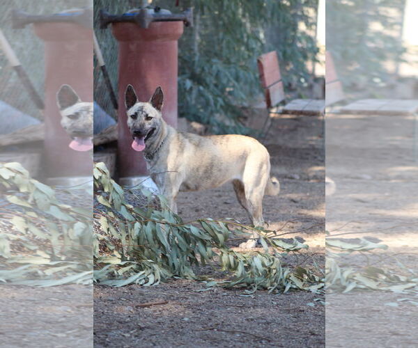 Medium Photo #2 Mutt Puppy For Sale in El Centro, CA, USA
