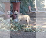 Small #1 Mutt