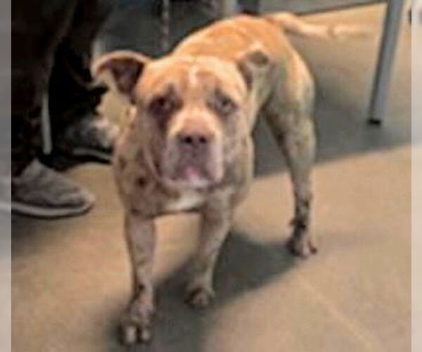 Medium Photo #1 Bulldog Puppy For Sale in Houston, TX, USA