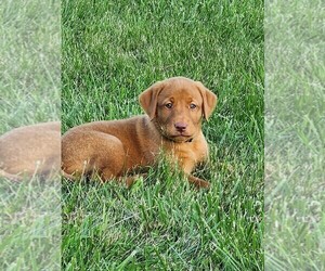 Labrador Retriever Puppy for sale in BUFFALO, NY, USA