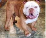 Small Photo #8 English Neo Bull Puppy For Sale in WARSAW, IN, USA