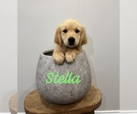 Puppy Stella Golden Retriever