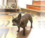 Small #1 French Bulldog