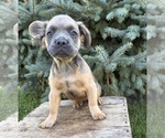 Small #1 French Bulldog