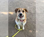 Small #8 Labrador Retriever Mix