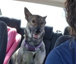 Small #6 German Malinois-Labrador Retriever Mix