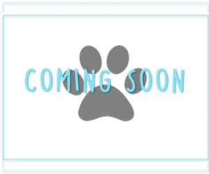 Shiba Inu Dog for Adoption in MARIETTA, Georgia USA