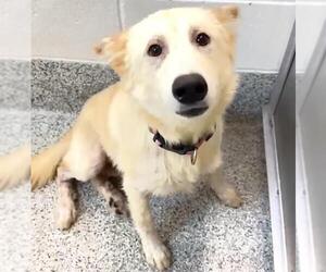 Siberian Husky-Unknown Mix Dogs for adoption in Houston, TX, USA