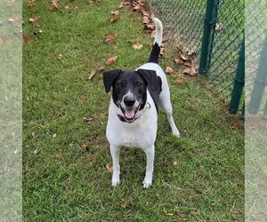 Pointer-Unknown Mix Dogs for adoption in Holly Springs, NC, USA