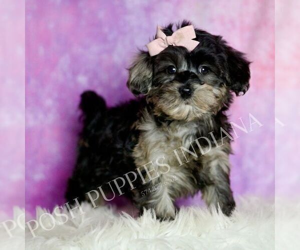 Medium Photo #5 Morkie Puppy For Sale in WARSAW, IN, USA