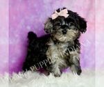 Small #4 Morkie