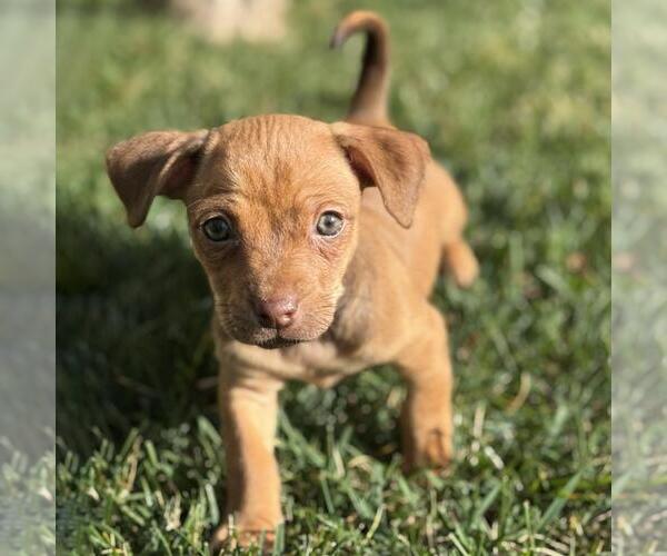 Medium Photo #4 Chiweenie Puppy For Sale in San Diego, CA, USA