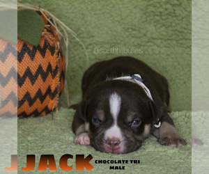American Bully Puppy for sale in PUYALLUP, WA, USA