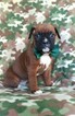 Small Photo #3 Boxer Puppy For Sale in LANCASTER, PA, USA