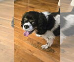 Small #2 Cavalier King Charles Spaniel