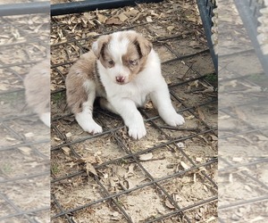 Australian Shepherd Puppy for sale in TYLER, TX, USA