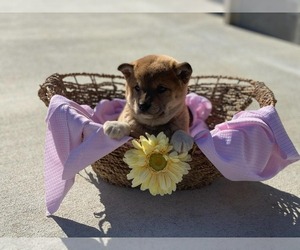 Shiba Inu Puppy for sale in CLARKRANGE, TN, USA