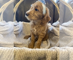 Goldendoodle-Irish Doodle Mix Puppy for sale in CHARLOTTESVILLE, VA, USA