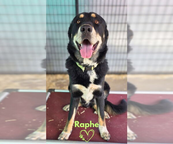 Medium Photo #1 Great Pyrenees-Unknown Mix Puppy For Sale in Monte Vista, CO, USA