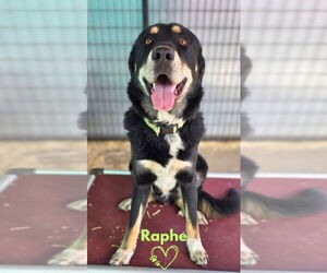 Medium Great Pyrenees Mix