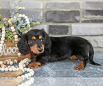 Small #2 Dachshund
