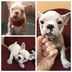 French Bulldog Puppy for sale in MEDFIELD, MA, USA