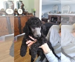 Small Photo #3 Poodle (Standard) Puppy For Sale in CARMEL, IN, USA