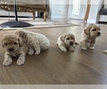 Small Bichpoo
