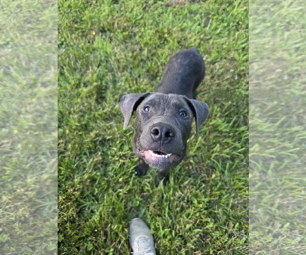 Medium Photo #3 Labrador Retriever-Unknown Mix Puppy For Sale in Germantown, OH, USA