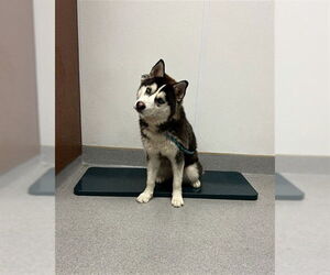 Medium Siberian Husky