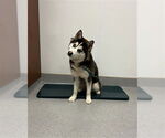Small Siberian Husky